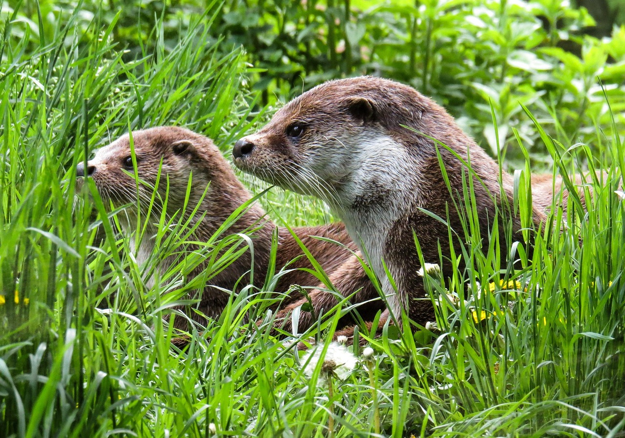 Resident group assembled in a coordinated meeting environment